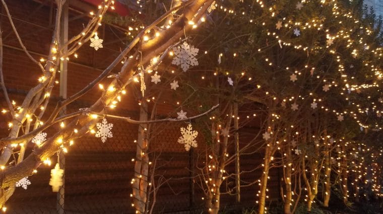 Snowflake_Garden_2017