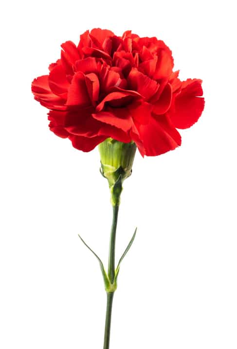 The red carnation is a symbol of love, charity, sacrifice, bravery, and courage of physicians for National Doctors' Day. The Cooper Foundation will celebrate National Doctors' Day on March 30, 2023.